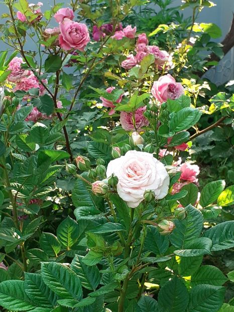  - 01 - TRANDAFIRI 2023