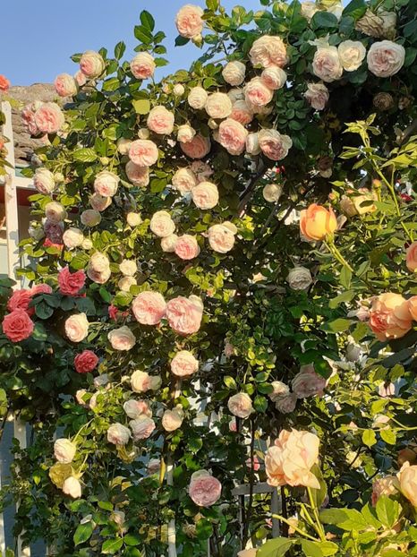  - 01 - TRANDAFIRI 2023