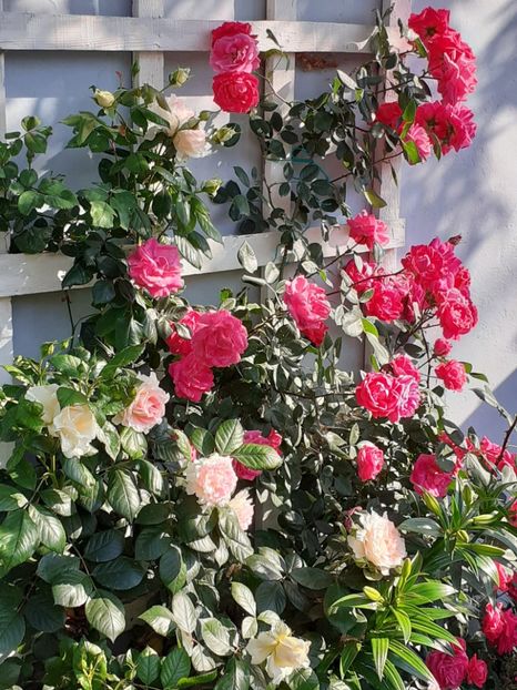  - 01 - TRANDAFIRI 2023