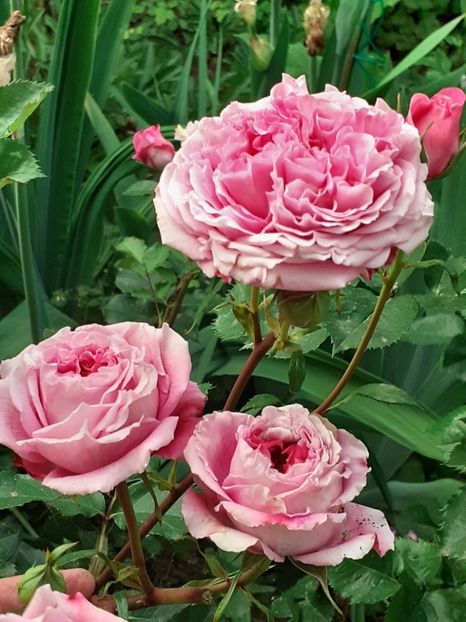  - 01 - TRANDAFIRI 2023