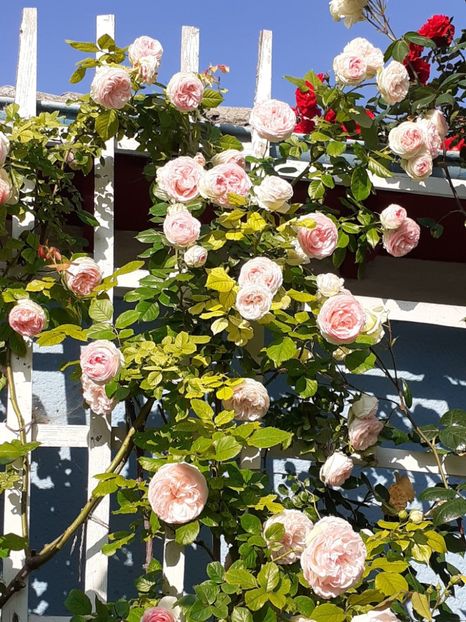  - 01 - TRANDAFIRI 2023