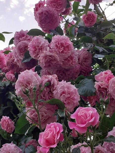  - 01 - TRANDAFIRI 2023