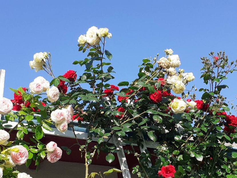  - 01 - TRANDAFIRI 2023