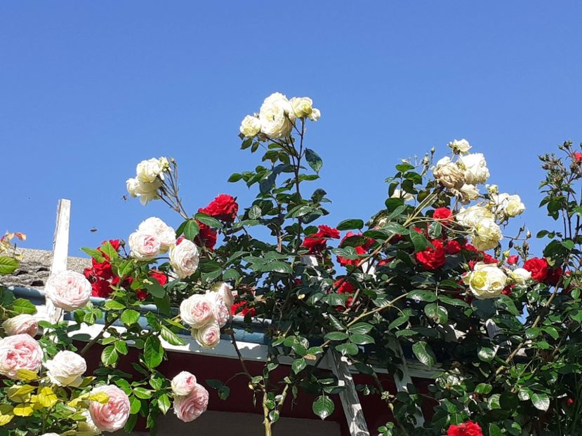  - 01 - TRANDAFIRI 2023