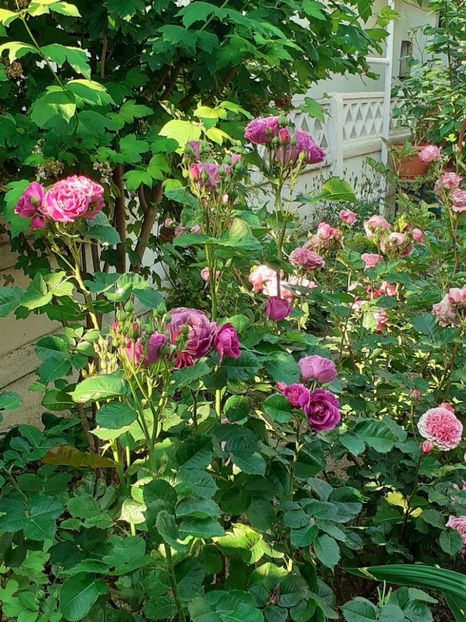  - 01 - TRANDAFIRI 2023