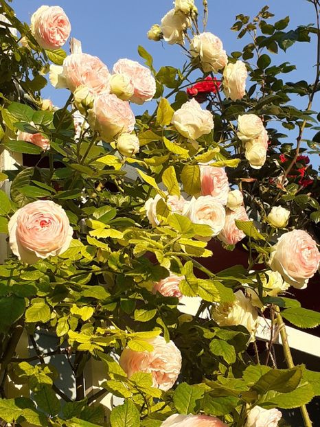  - 01 - TRANDAFIRI 2023