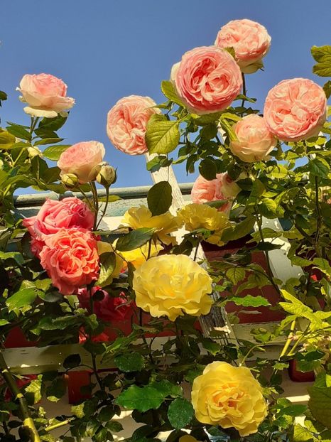  - 01 - TRANDAFIRI 2023