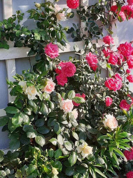  - 01 - TRANDAFIRI 2023