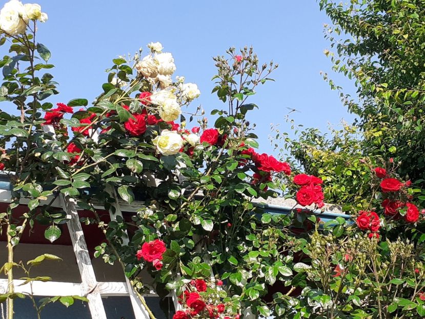  - 01 - TRANDAFIRI 2023