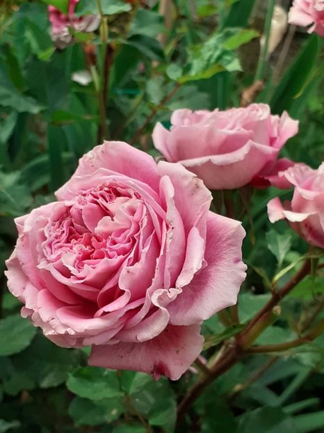  - 01 - TRANDAFIRI 2023