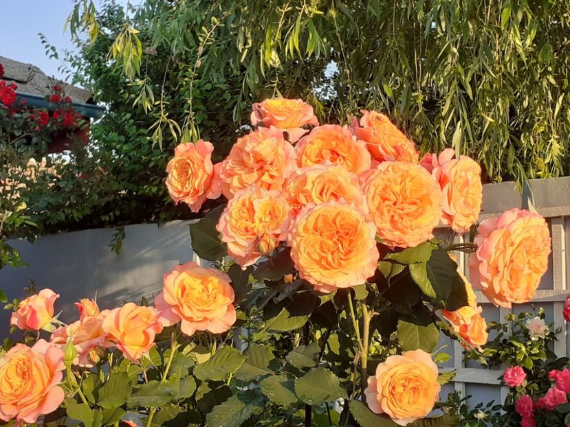  - 01 - TRANDAFIRI 2023