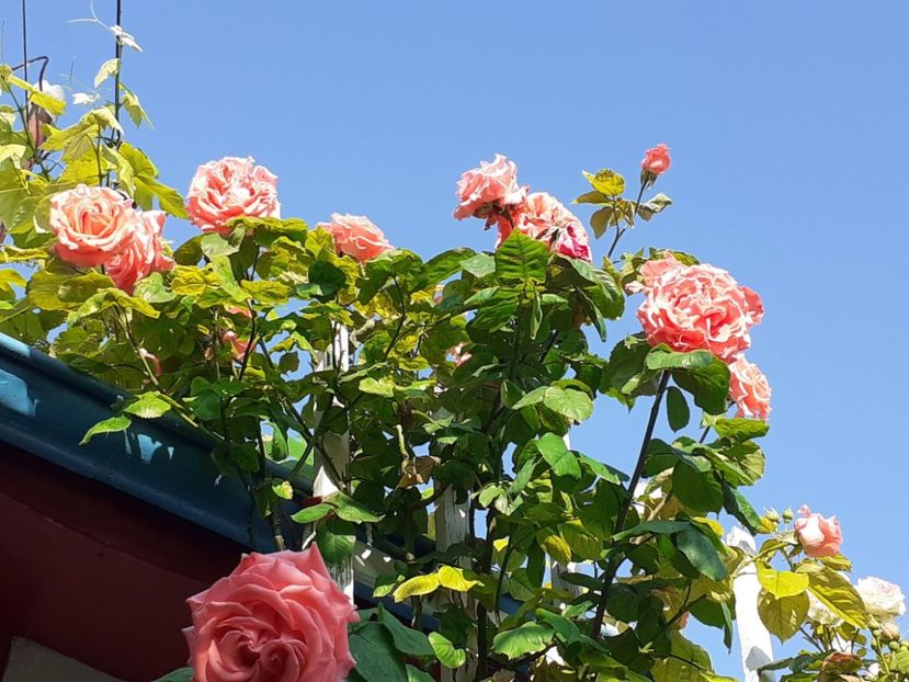  - 01 - TRANDAFIRI 2023