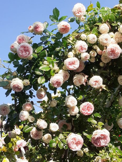  - 01 - TRANDAFIRI 2023