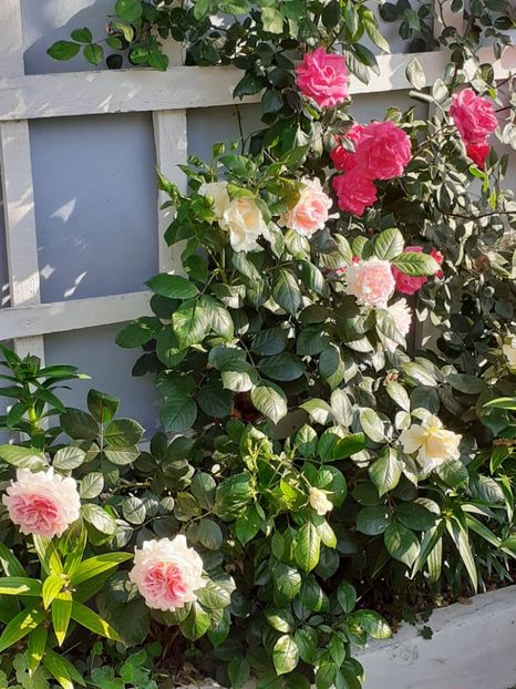  - 01 - TRANDAFIRI 2023