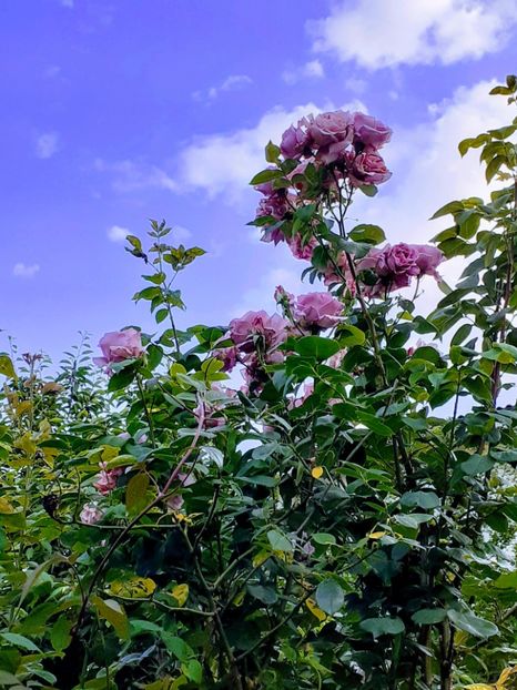 20230601_192110-EFFECTS - 01 - TRANDAFIRI 2023