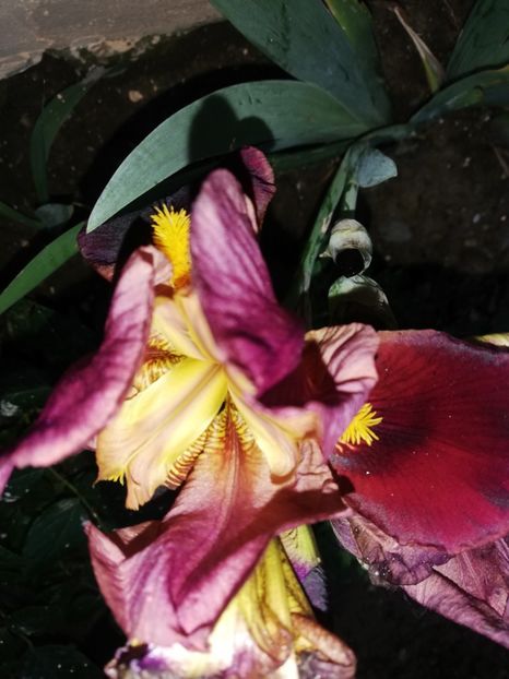 Mulțumesc - Flori 2023