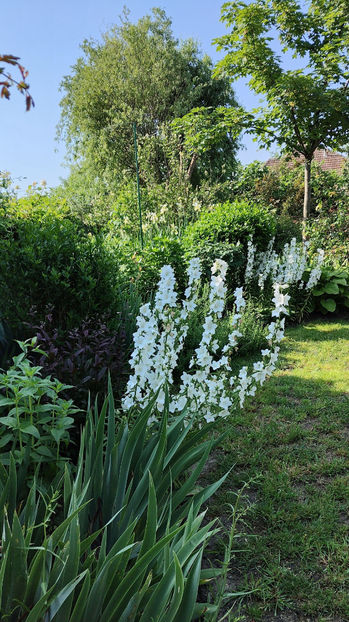 iunie 2023 - Gradina si terasa PrimaLuce__10-Hello 2023