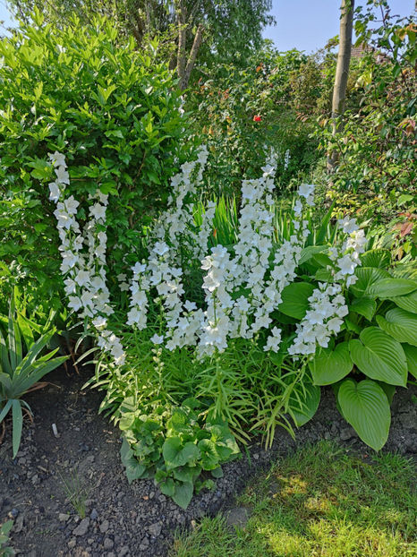 iunie 2023 - Gradina si terasa PrimaLuce__10-Hello 2023