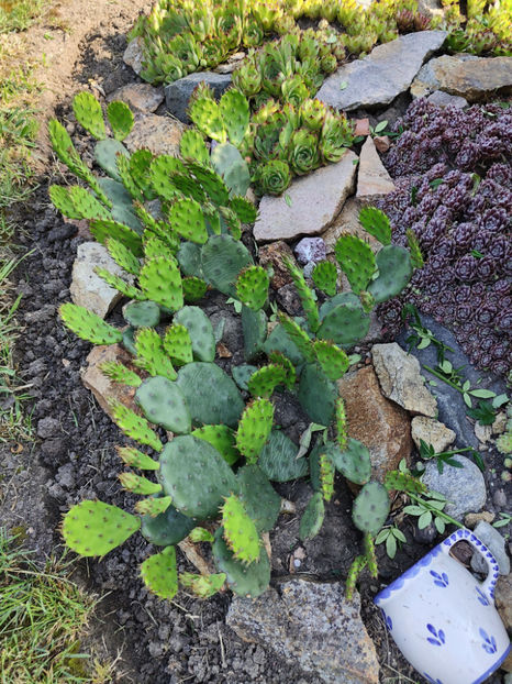 iunie 2023 - Gradina si terasa PrimaLuce__10-Hello 2023