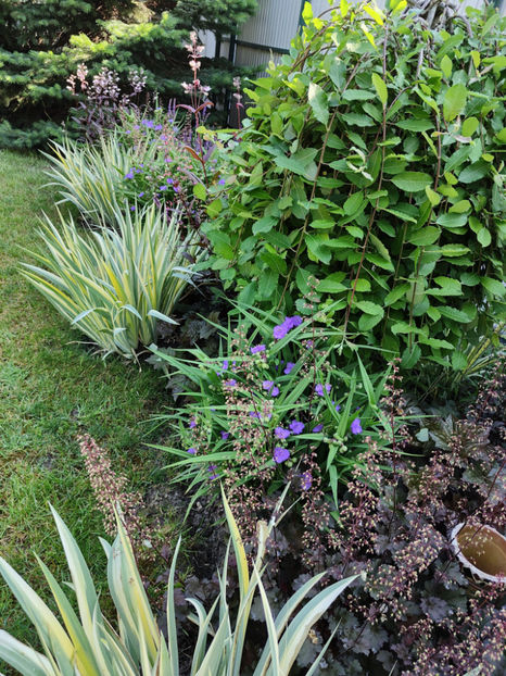 iunie 2023 - Gradina si terasa PrimaLuce__10-Hello 2023