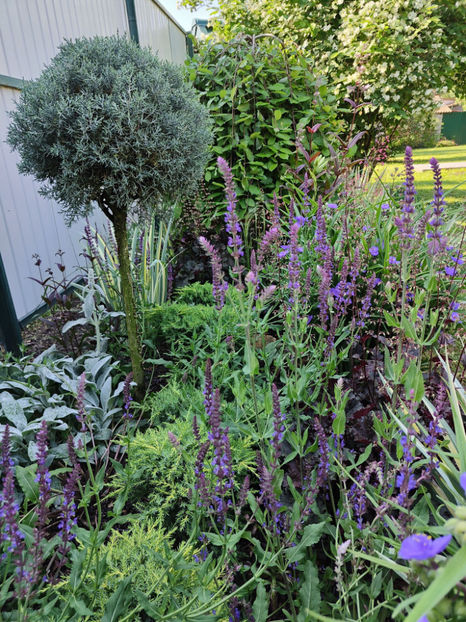 iunie 2023 - Gradina si terasa PrimaLuce__10-Hello 2023