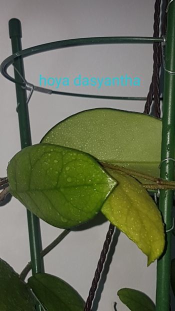  - Dasyantha