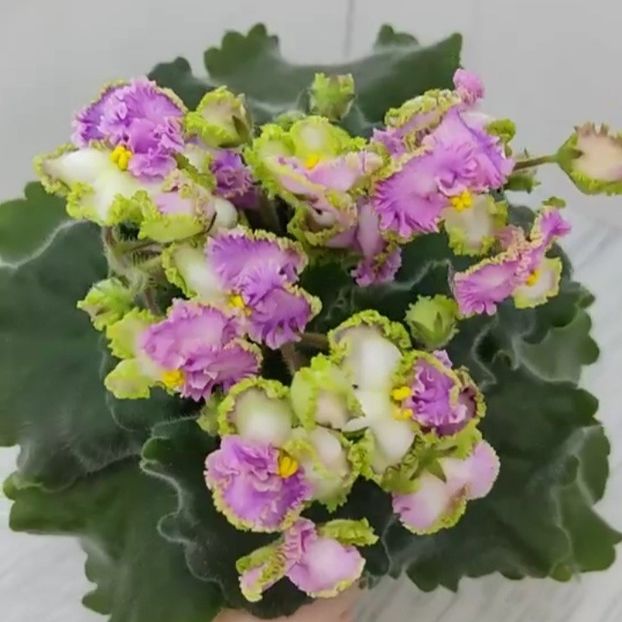 Poza net - VaT-Sinichka