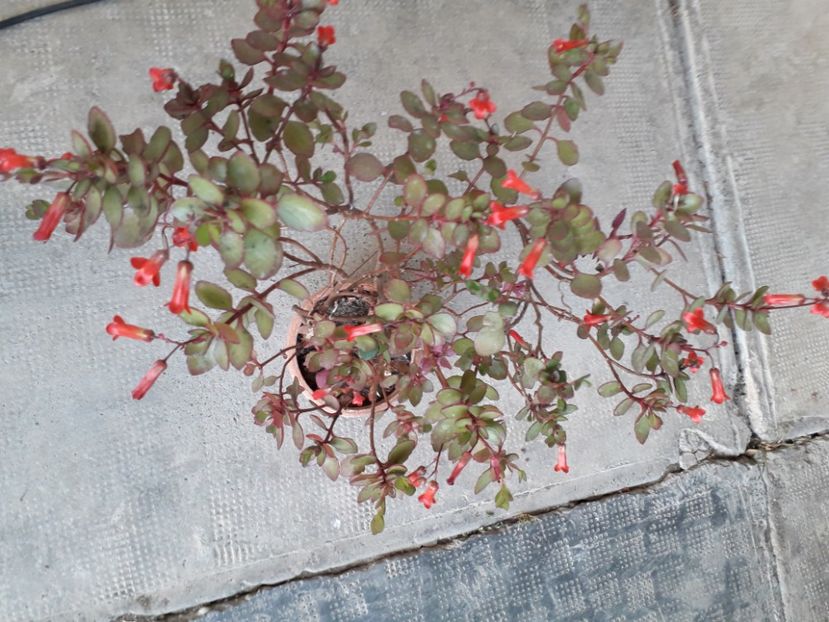 20230602_201420[1] - kalanckoe blossfeldiana