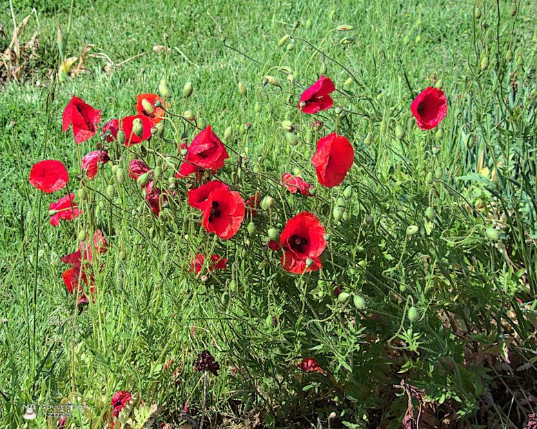 w-Red poppy-Maci-7634 - FLORI - FLOWERS