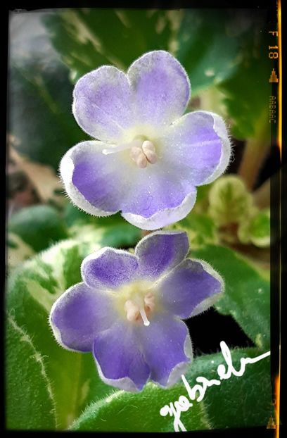 N Lasorevka(mini ) - AA violete africane de colectie