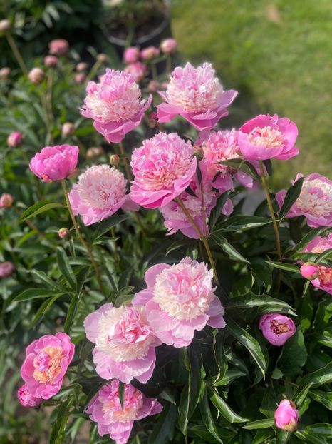 Sorbet - Bujori 2023