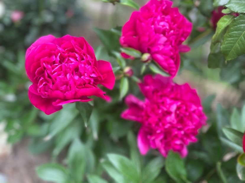 Big ben - Bujori 2023