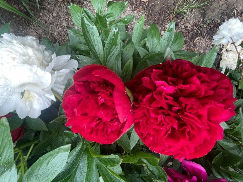 Red Charm - Bujori 2023