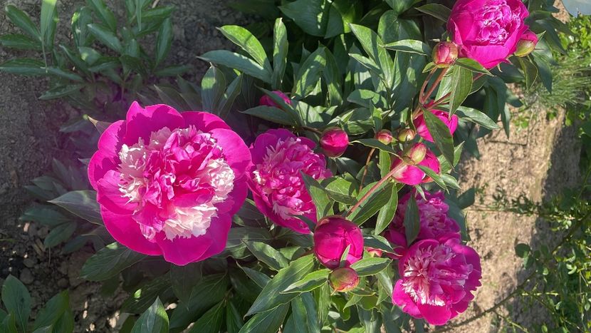 Celebrity - Bujori 2023