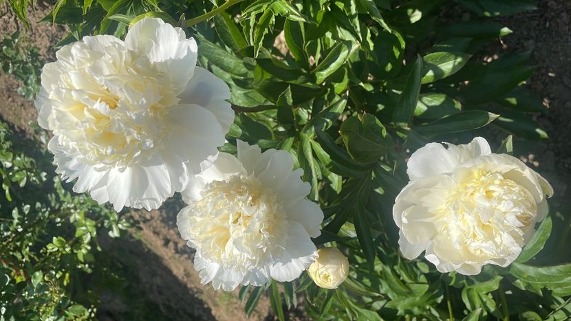 Bridal Shower - Bujori 2023