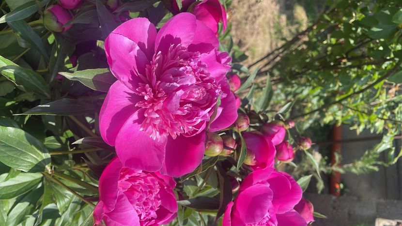 02107783-2DB2-4708-8BC4-92A975575609 - Bujori 2023