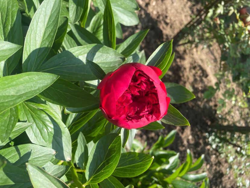 Red Charm - Bujori 2023