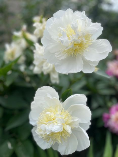 Bridal Shower - Bujori 2023