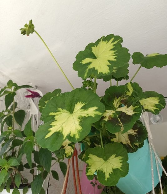 Avem bobo! ;) - Grădinița din balcon