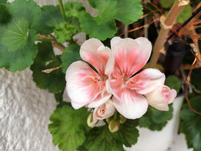 Inflorita indiferent de anotimp - Grădinița din balcon