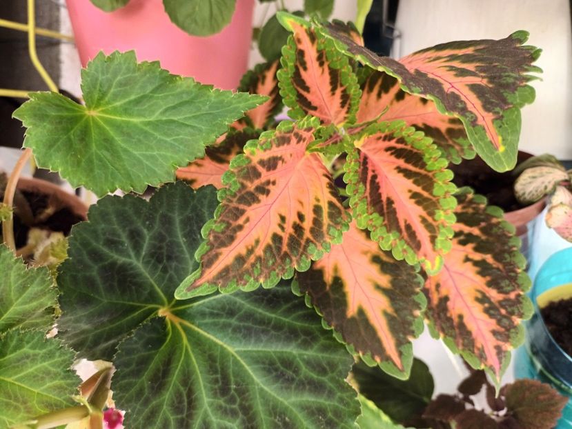  - Grădinița din balcon