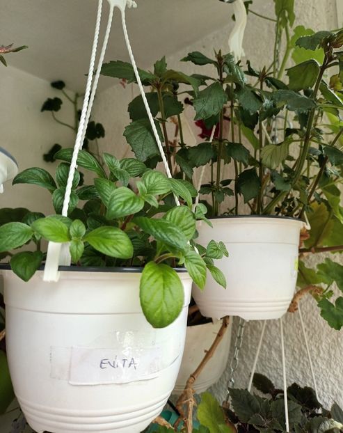 Evita si YER ;) - Grădinița din balcon