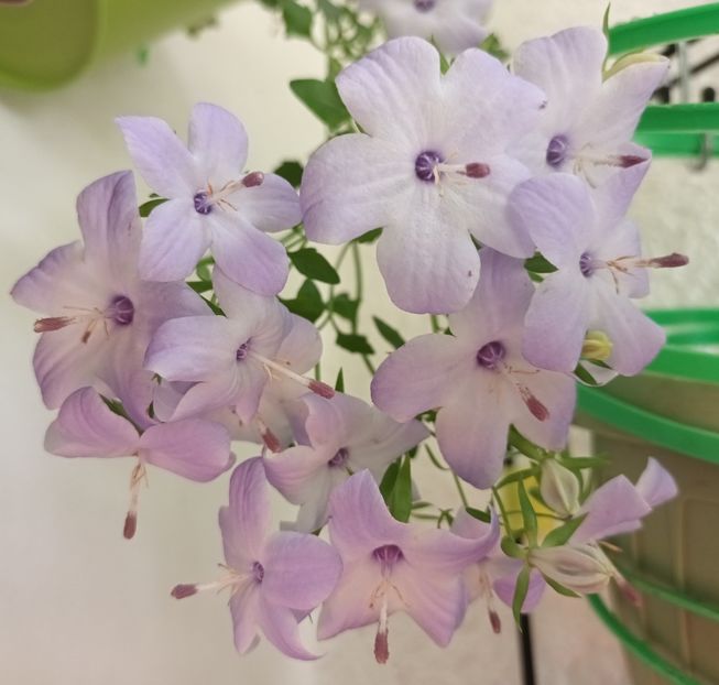 E divina!! - Grădinița din balcon