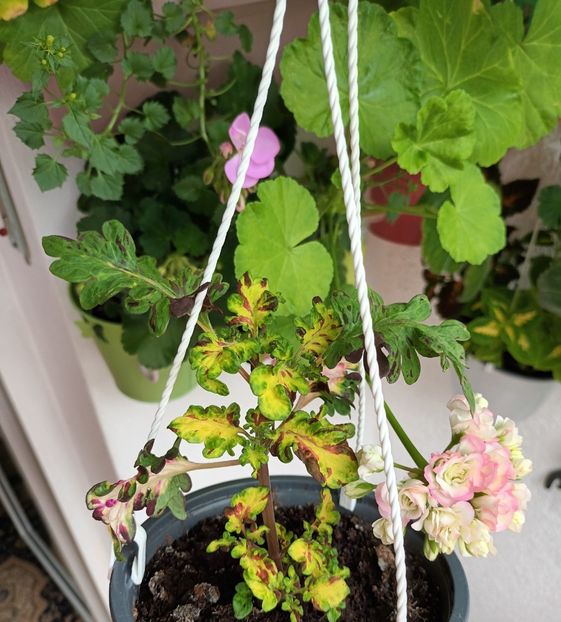 Multumeeeeesc! ❤️❤️❤️ - Grădinița din balcon