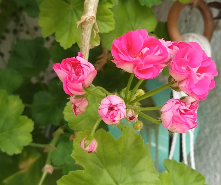  - Grădinița din balcon