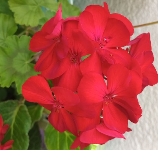 Veterana cu flori uriase! - Grădinița din balcon