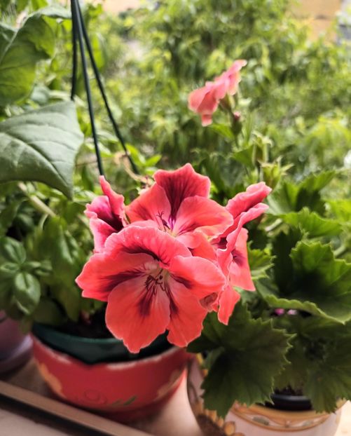  - Grădinița din balcon