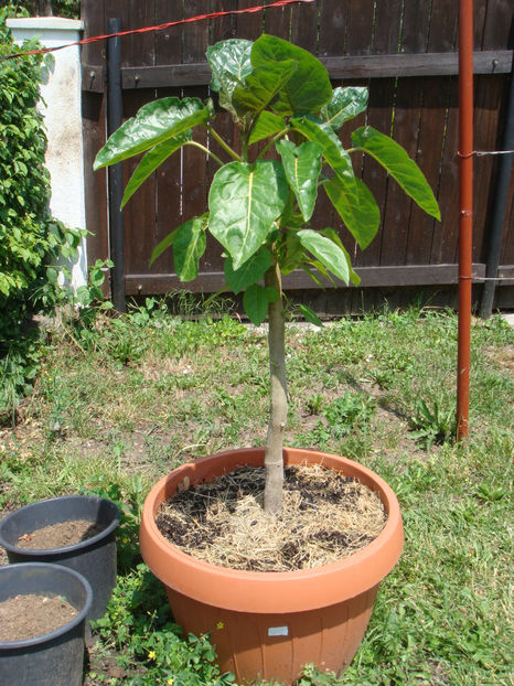 03.06.2023 - Tamarillo sau arbore de tomate