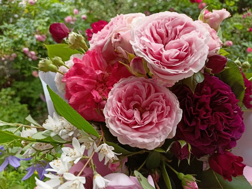  - Grădina 2023 continuare 3