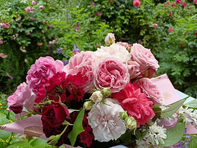  - Grădina 2023 continuare 3